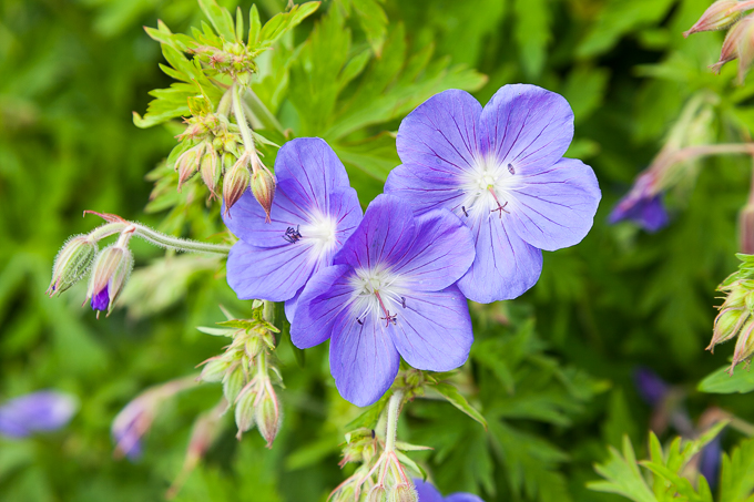 Flowers (34)